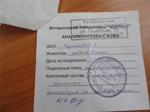 Анализ на энтеробиоз: как правильно подготовиться и собрать дома, срок хранения анализа и его результаты