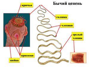 Бычий цепень - представитель плоских ленточных червей: длина и строение, среда обитания и размножения, диагностика и избавление от бычьего цепня