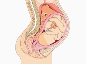 Мебендазол: таблетки от глистов, инструкция по применению, аналоги и состав препарата, можно ли принимать со спиртным