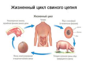 Свиной цепень: строение и длина, стадии развития и жизненный цикл, пути заражения и способы диагностики