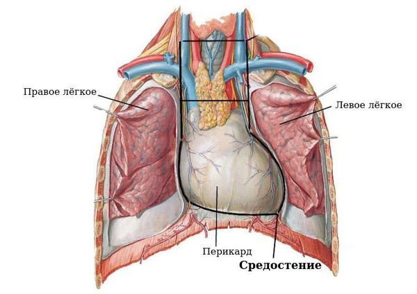 Середовище Средостение7