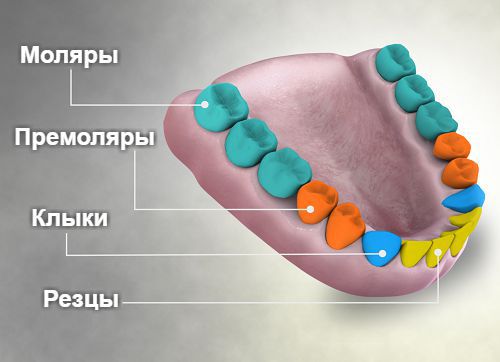 Чотири типи зубів Четыре типа зубов1