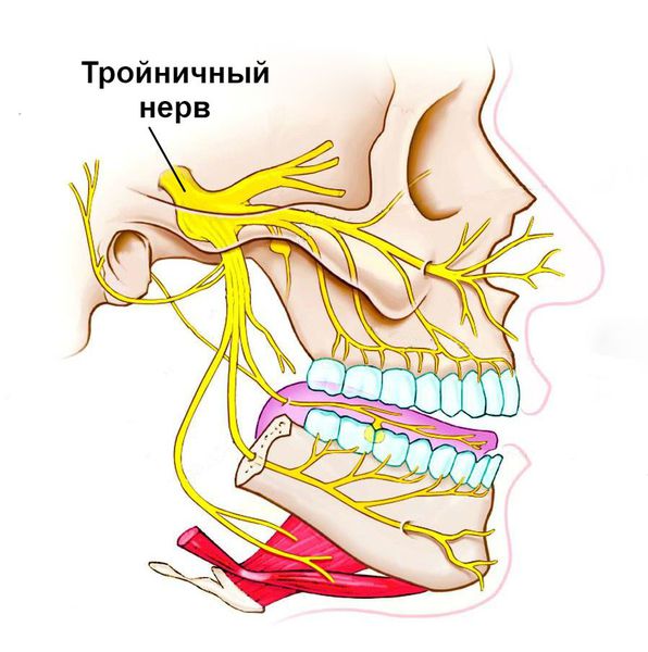 Трійчастий нерв Тройничный нерв2
