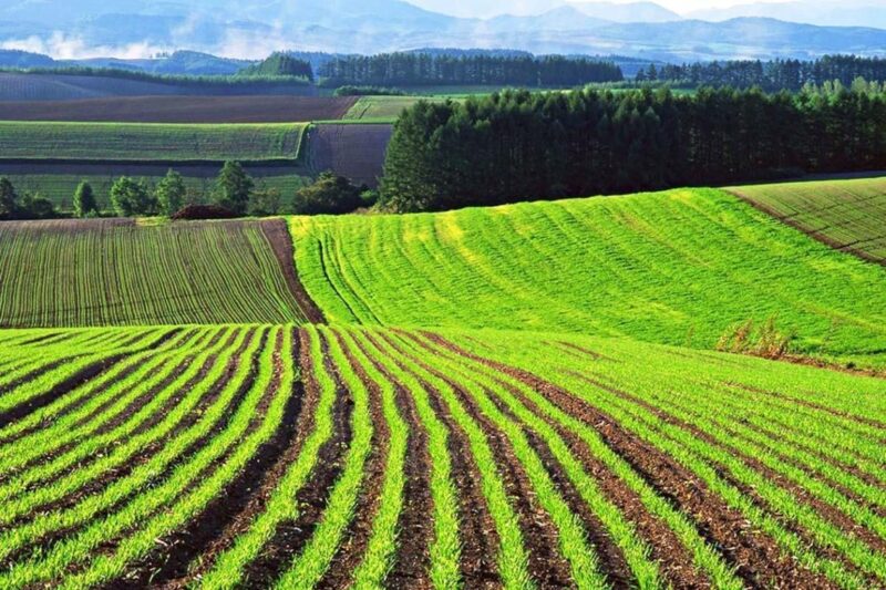 Як купити арештовану земельну ділянку в Україні